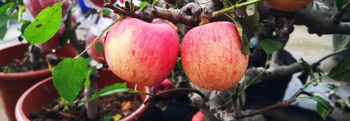 Zwei rote Äpfel an einem Apfelbaum